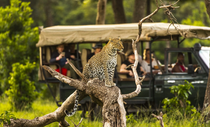 Family on a game drive spotting elephants, giraffes and zebras