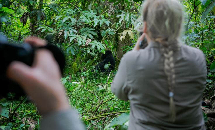 Guests hiking through misty forests to see gorillas